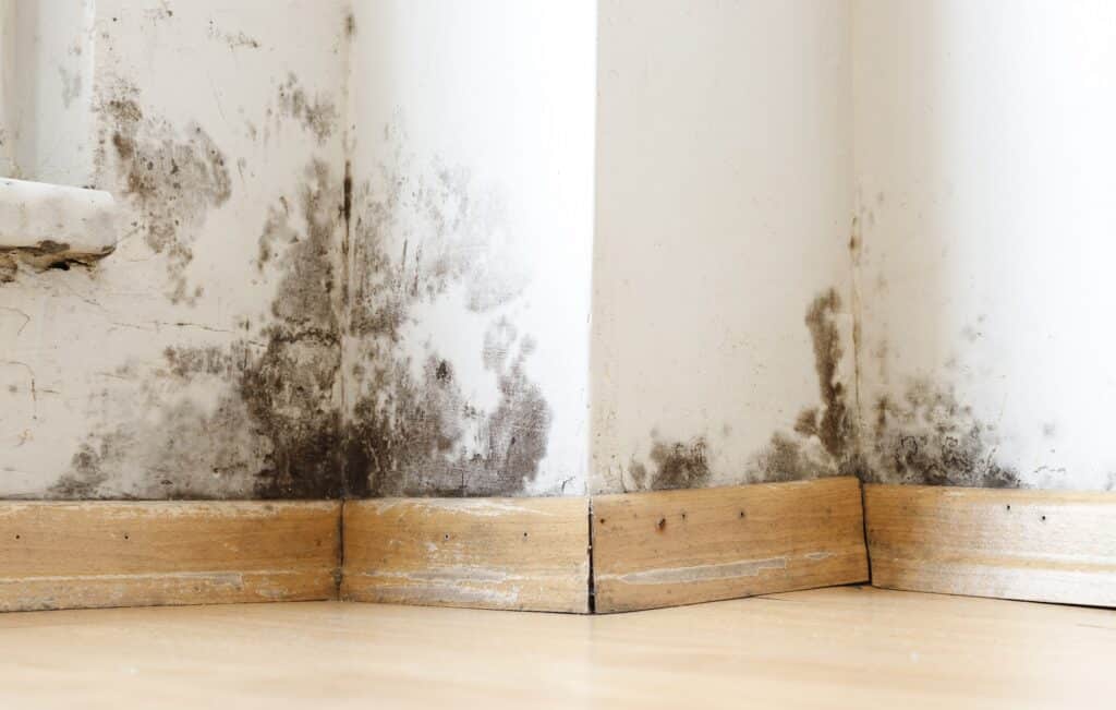 damp buildings damaged by black mold and fungus, dampness or wat